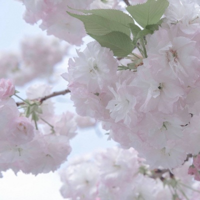 Furry插画人物结合FurryQQ群